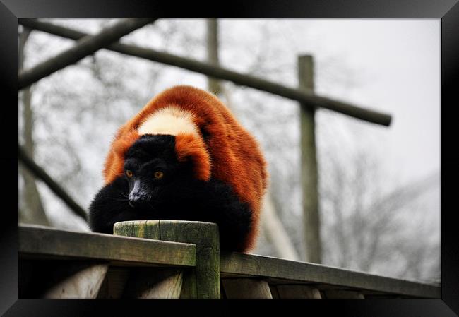 Red Lemur Framed Print by Heather Wise