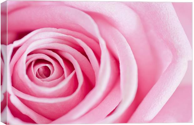 Close-up Rose Petals Canvas Print by Heather Wise