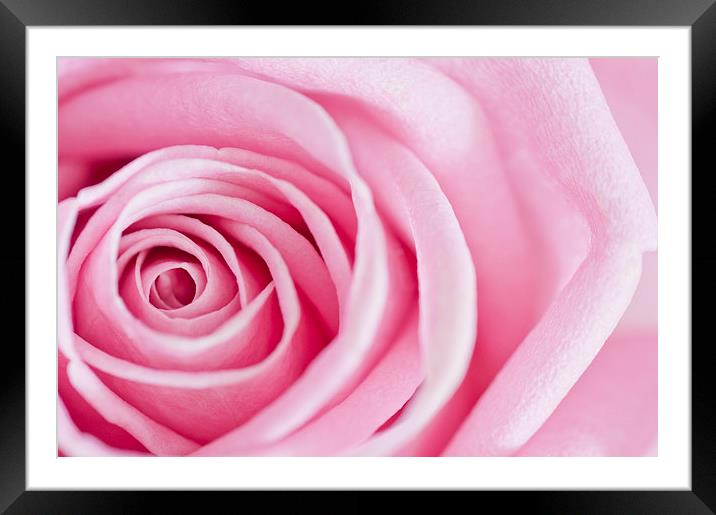 Close-up Rose Petals Framed Mounted Print by Heather Wise
