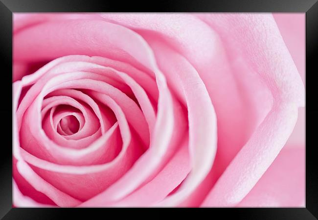 Close-up Rose Petals Framed Print by Heather Wise