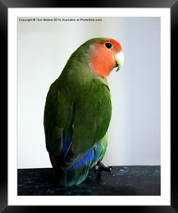Adorable Pickle Framed Mounted Print by Terri Waters