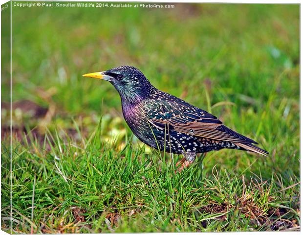 Starling Canvas Print by Paul Scoullar