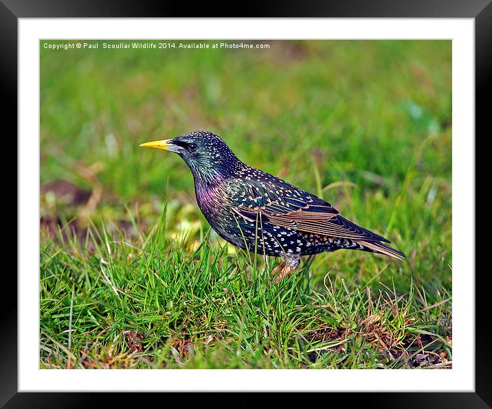 Starling Framed Mounted Print by Paul Scoullar
