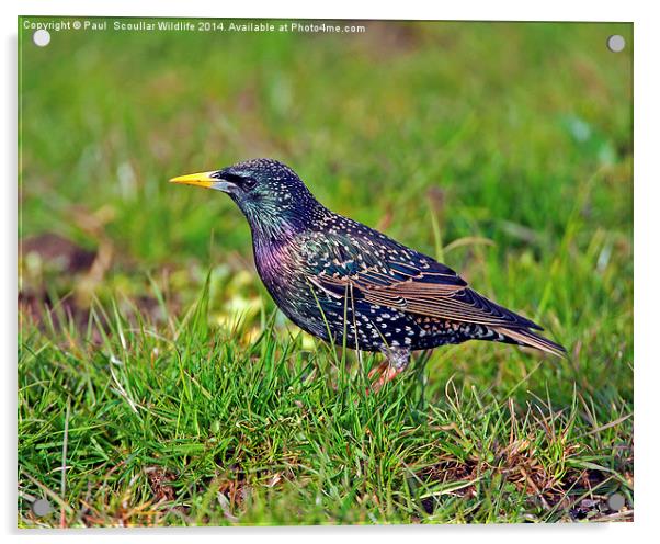 Starling Acrylic by Paul Scoullar