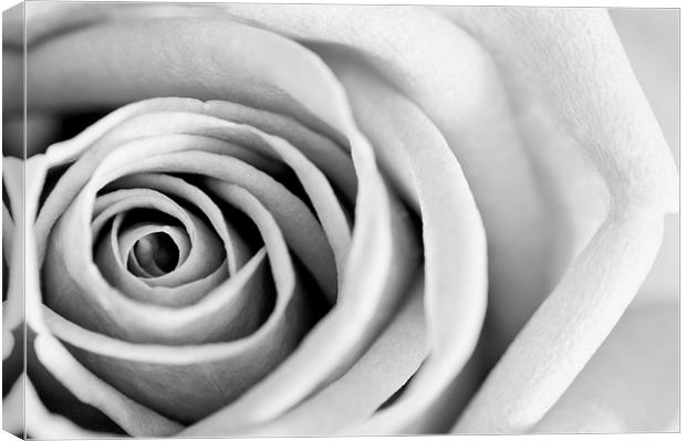 Black and White Rose in Bloom Canvas Print by Heather Wise