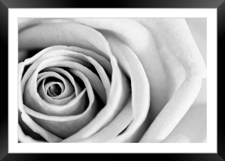 Black and White Rose in Bloom Framed Mounted Print by Heather Wise