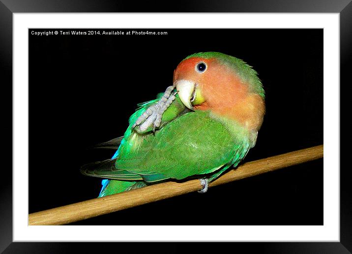 Itchy Pickle Framed Mounted Print by Terri Waters
