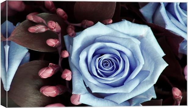 Blue and Purple Rose and Buds Canvas Print by Heather Wise