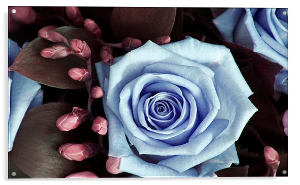 Blue and Purple Rose and Buds Acrylic by Heather Wise