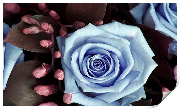 Blue and Purple Rose and Buds Print by Heather Wise