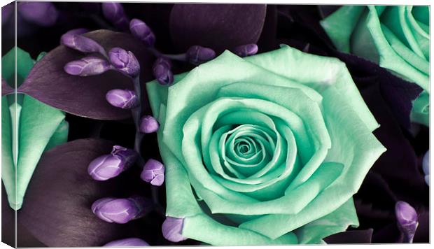 Turquoise and Violet Rose and Buds Canvas Print by Heather Wise