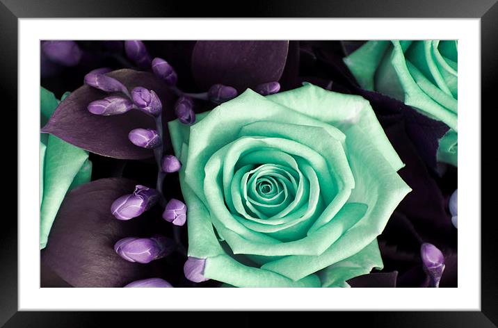 Turquoise and Violet Rose and Buds Framed Mounted Print by Heather Wise
