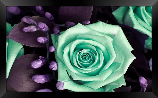Turquoise and Violet Rose and Buds Framed Print by Heather Wise