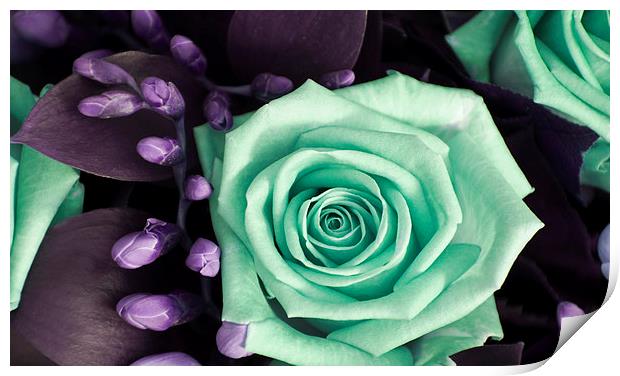 Turquoise and Violet Rose and Buds Print by Heather Wise