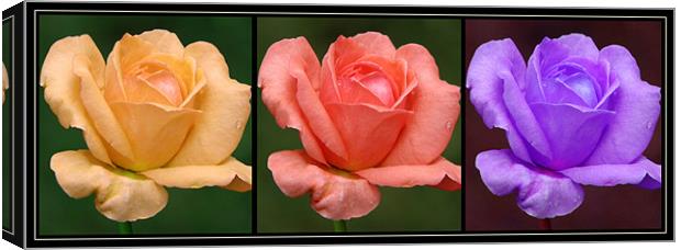 Rose (Flower) Canvas Print by Susmita Mishra