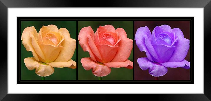 Rose (Flower) Framed Mounted Print by Susmita Mishra