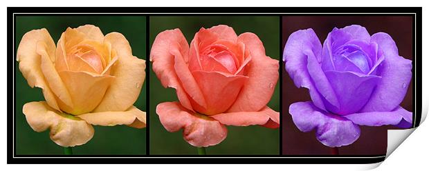 Rose (Flower) Print by Susmita Mishra