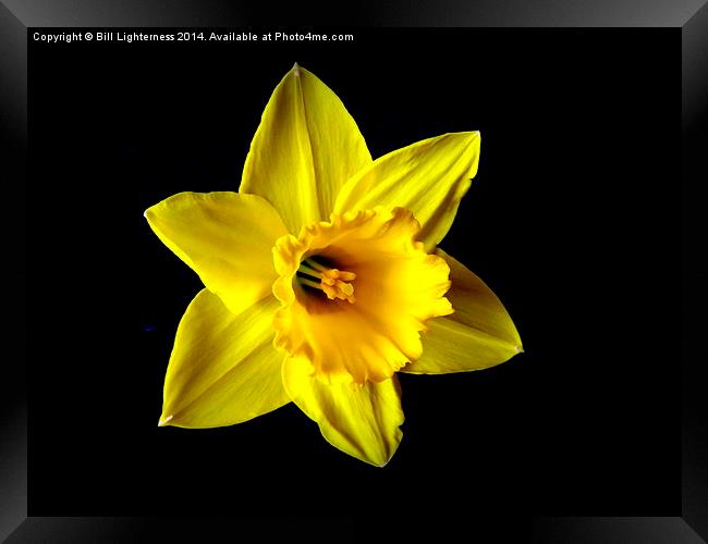 The Iconic Spring Flower Framed Print by Bill Lighterness