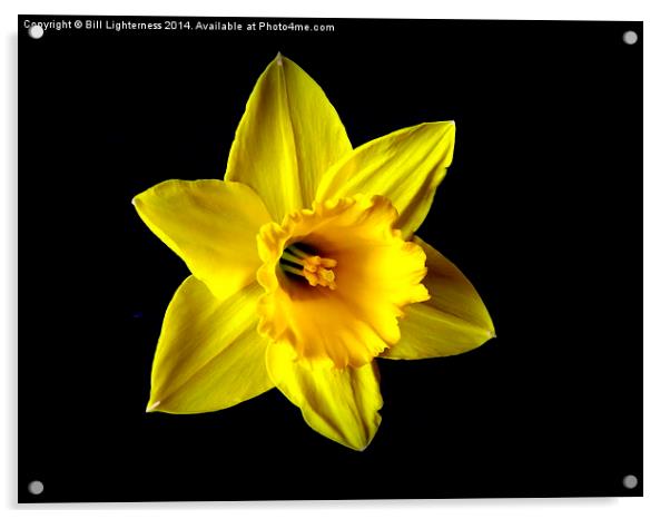 The Iconic Spring Flower Acrylic by Bill Lighterness