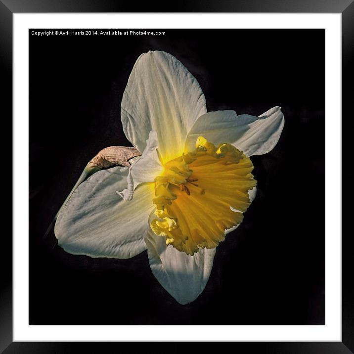 Sunlight Daffodil Framed Mounted Print by Avril Harris