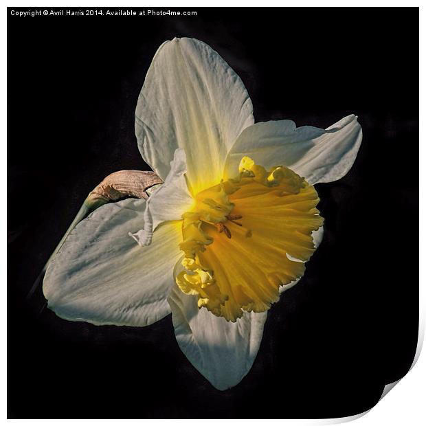 Sunlight Daffodil Print by Avril Harris