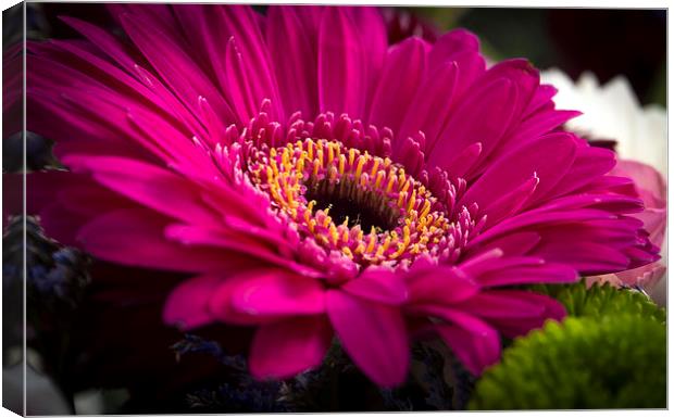 Gerber Daisy Canvas Print by Clive Eariss