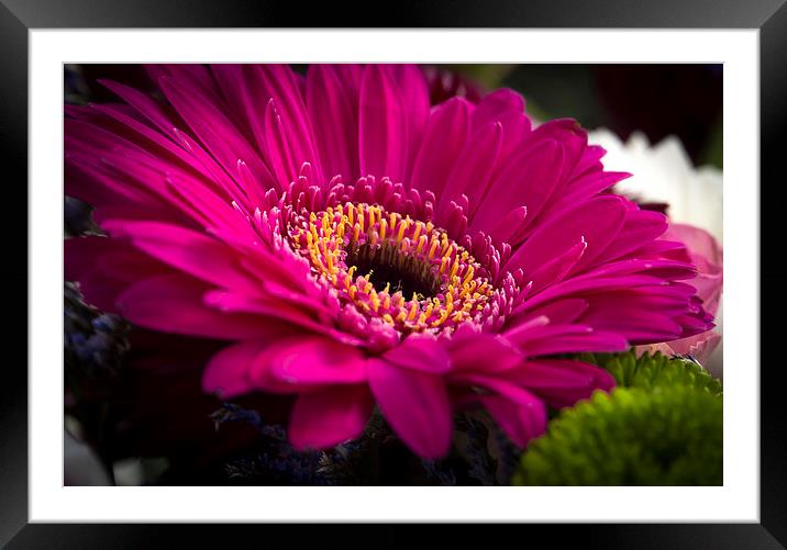 Gerber Daisy Framed Mounted Print by Clive Eariss