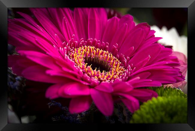 Gerber Daisy Framed Print by Clive Eariss