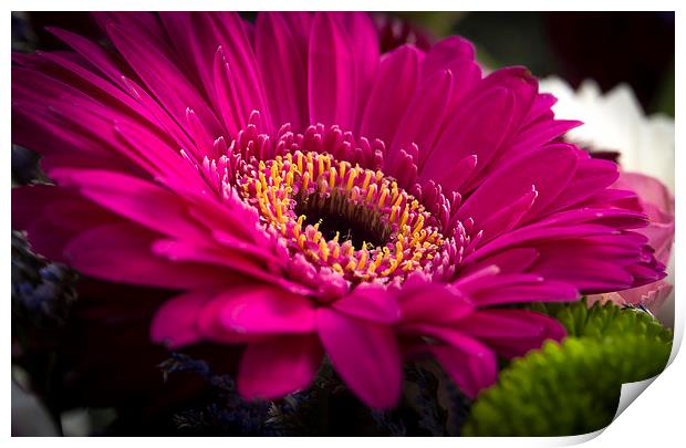 Gerber Daisy Print by Clive Eariss
