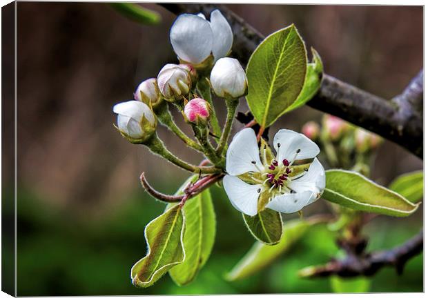 Apple blossom Canvas Print by Thanet Photos