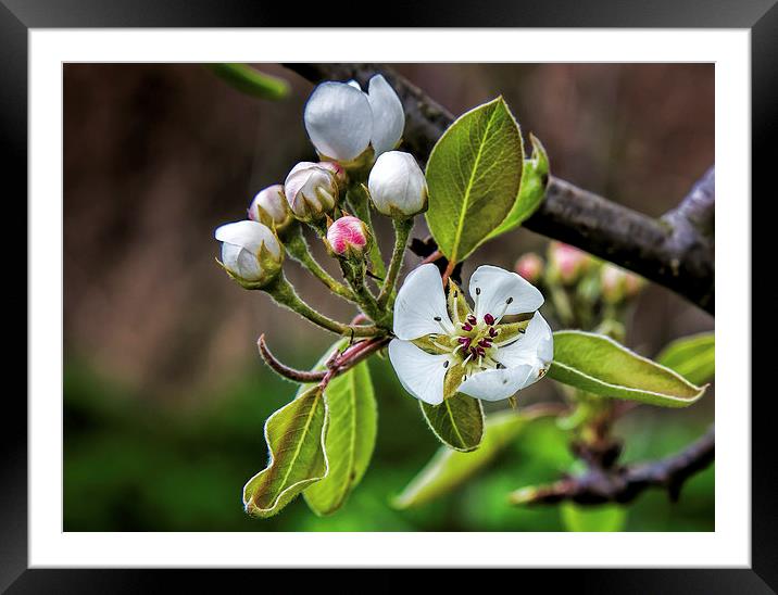 Apple blossom Framed Mounted Print by Thanet Photos