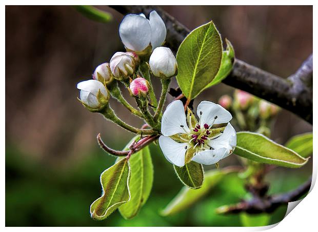 Apple blossom Print by Thanet Photos