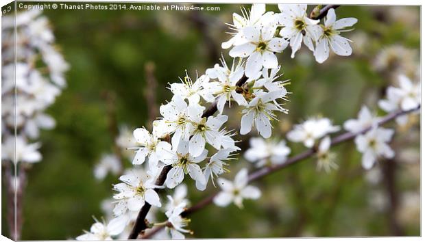 Cherry Blossom Canvas Print by Thanet Photos