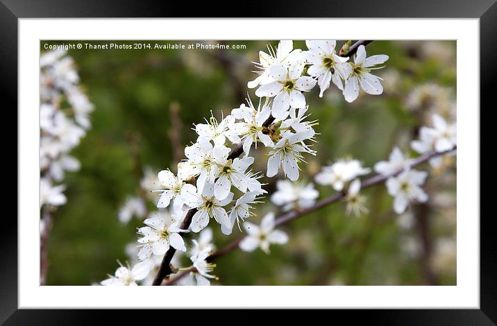 Cherry Blossom Framed Mounted Print by Thanet Photos