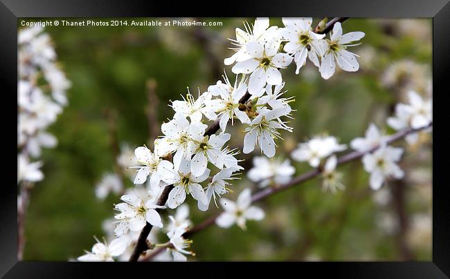 Cherry Blossom Framed Print by Thanet Photos