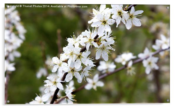 Cherry Blossom Acrylic by Thanet Photos