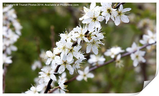 Cherry Blossom Print by Thanet Photos