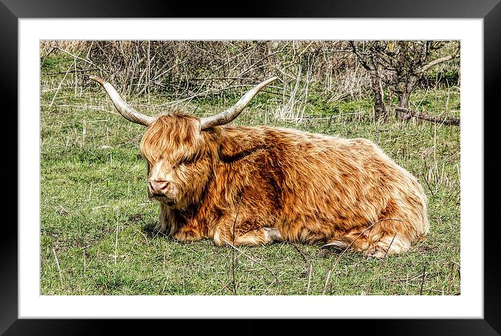 Highland cow Framed Mounted Print by Thanet Photos