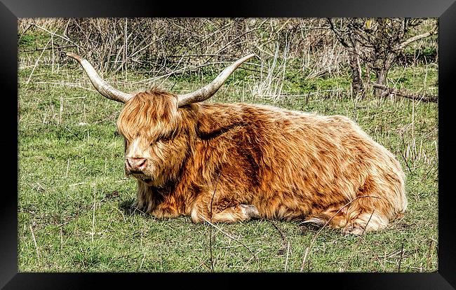Highland cow Framed Print by Thanet Photos