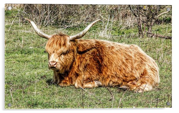 Highland cow Acrylic by Thanet Photos