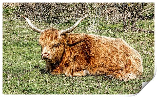 Highland cow Print by Thanet Photos