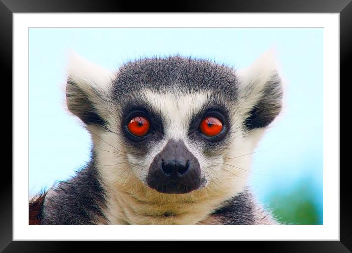 Ring Tailed Lemur Framed Mounted Print by Richard Cruttwell