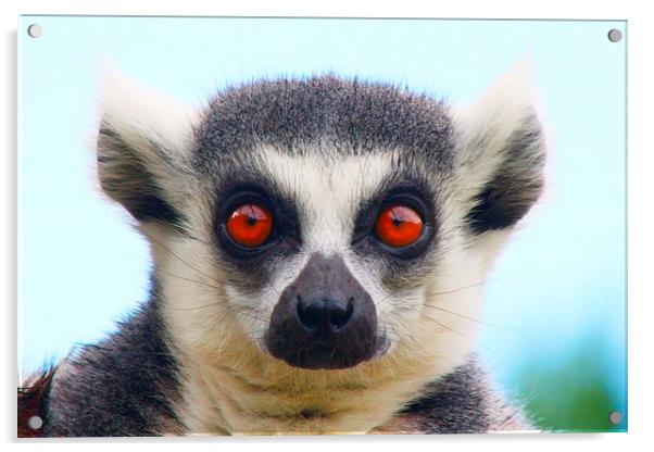 Ring Tailed Lemur Acrylic by Richard Cruttwell