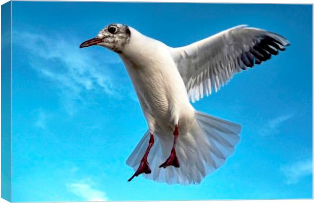 Seagull in Flight Canvas Print by Richard Cruttwell