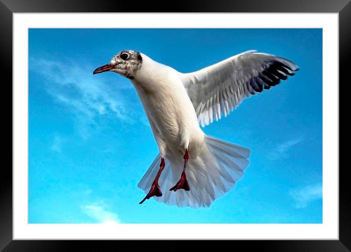 Seagull in Flight Framed Mounted Print by Richard Cruttwell