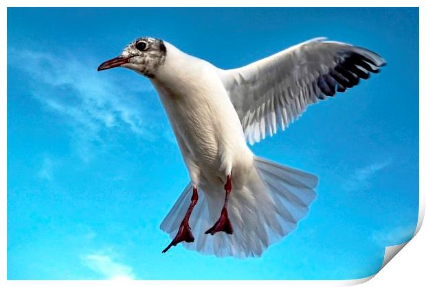 Seagull in Flight Print by Richard Cruttwell