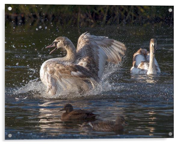 Swans Acrylic by Victor Burnside