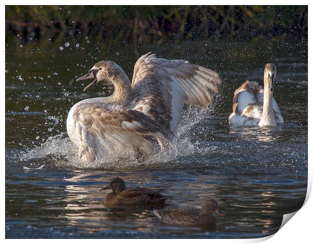 Swans Print by Victor Burnside