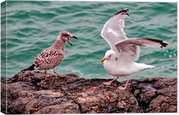 Young and Mature Seagulls Canvas Print by Richard Cruttwell