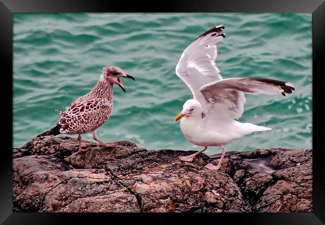 Young and Mature Seagulls Framed Print by Richard Cruttwell